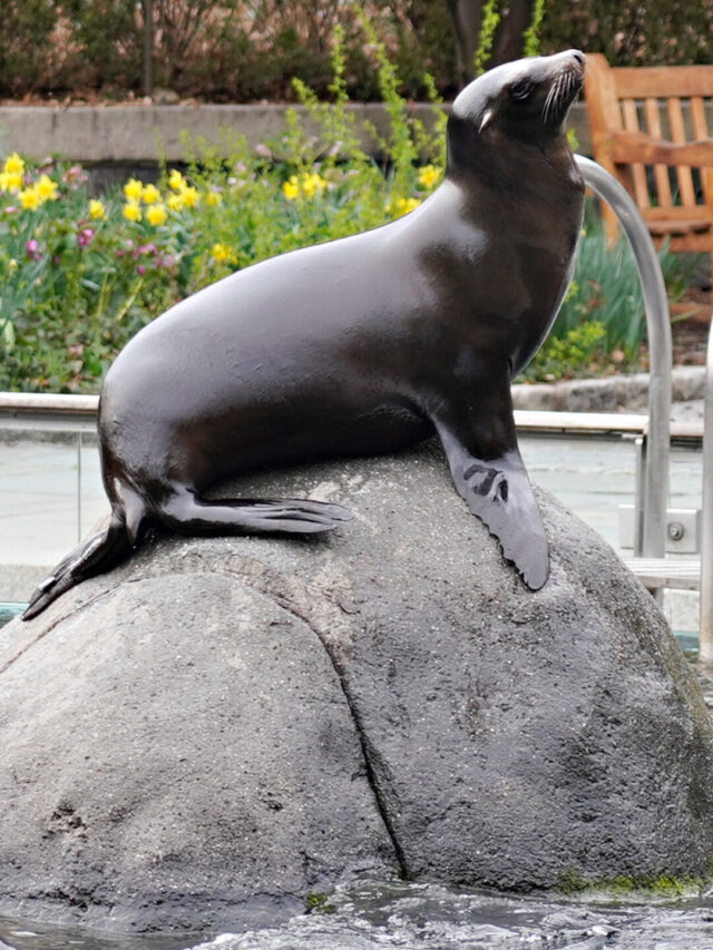 Sea Lion Escapes Central Park Zoo Pool in NYC Flooding