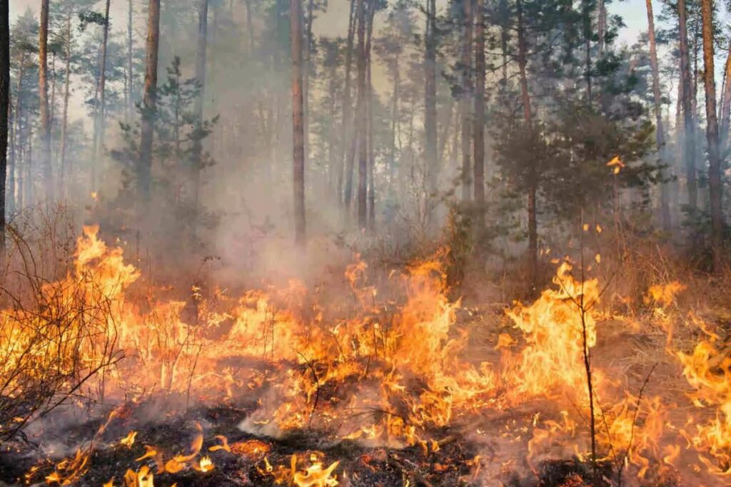 India's Forests Are Under War: Fires Have Destroyed 38,100 Hectares in Just 20 Years