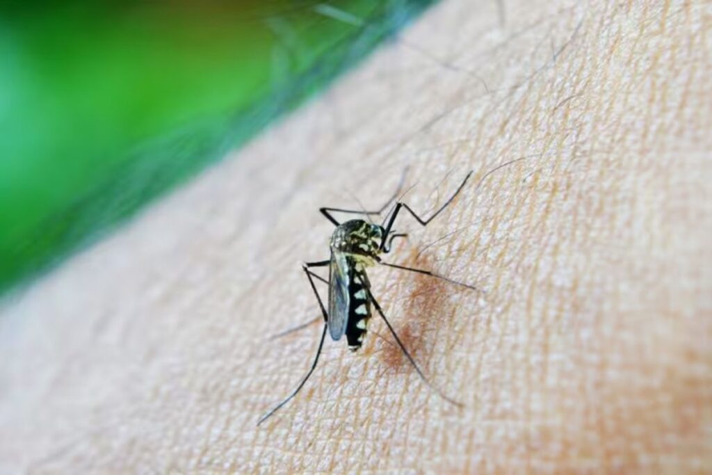 Six individuals in Pune are infected with the Zika virus, two of them are pregnant